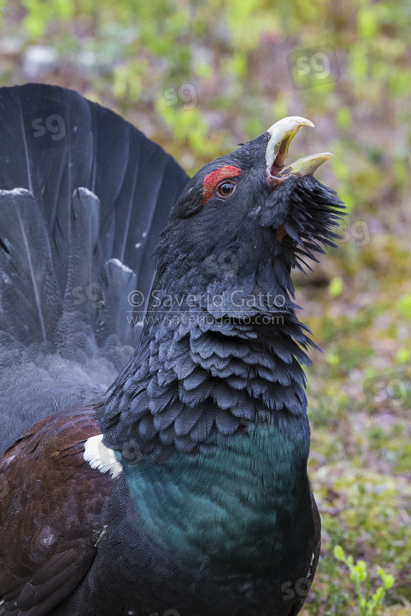 Western Capercaillie